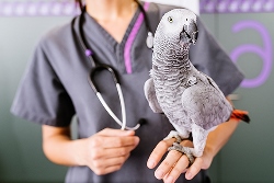 parrot with vet